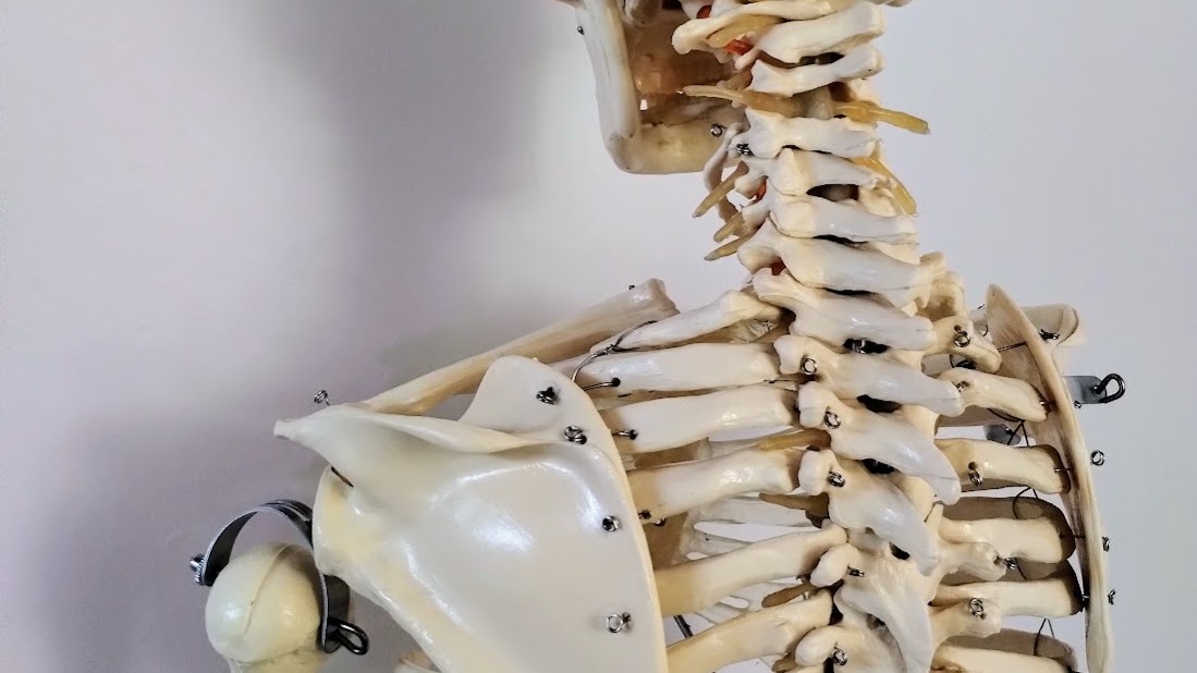 Spinal